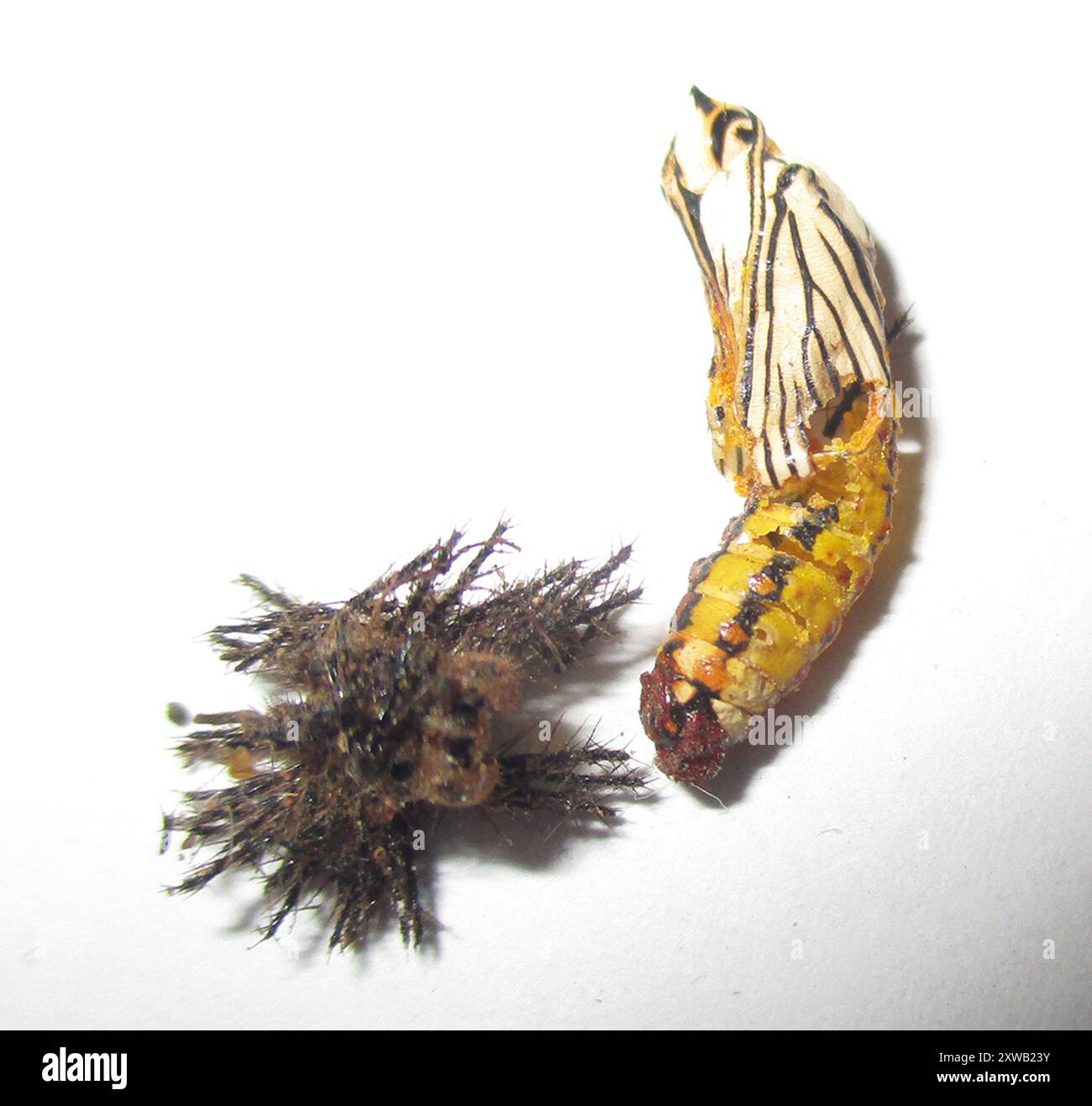 Timid ants hi-res stock photography and images - Alamy