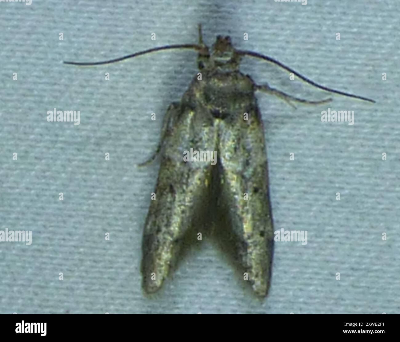 Acorn Moth (Blastobasis glandulella) Insecta Stock Photo - Alamy