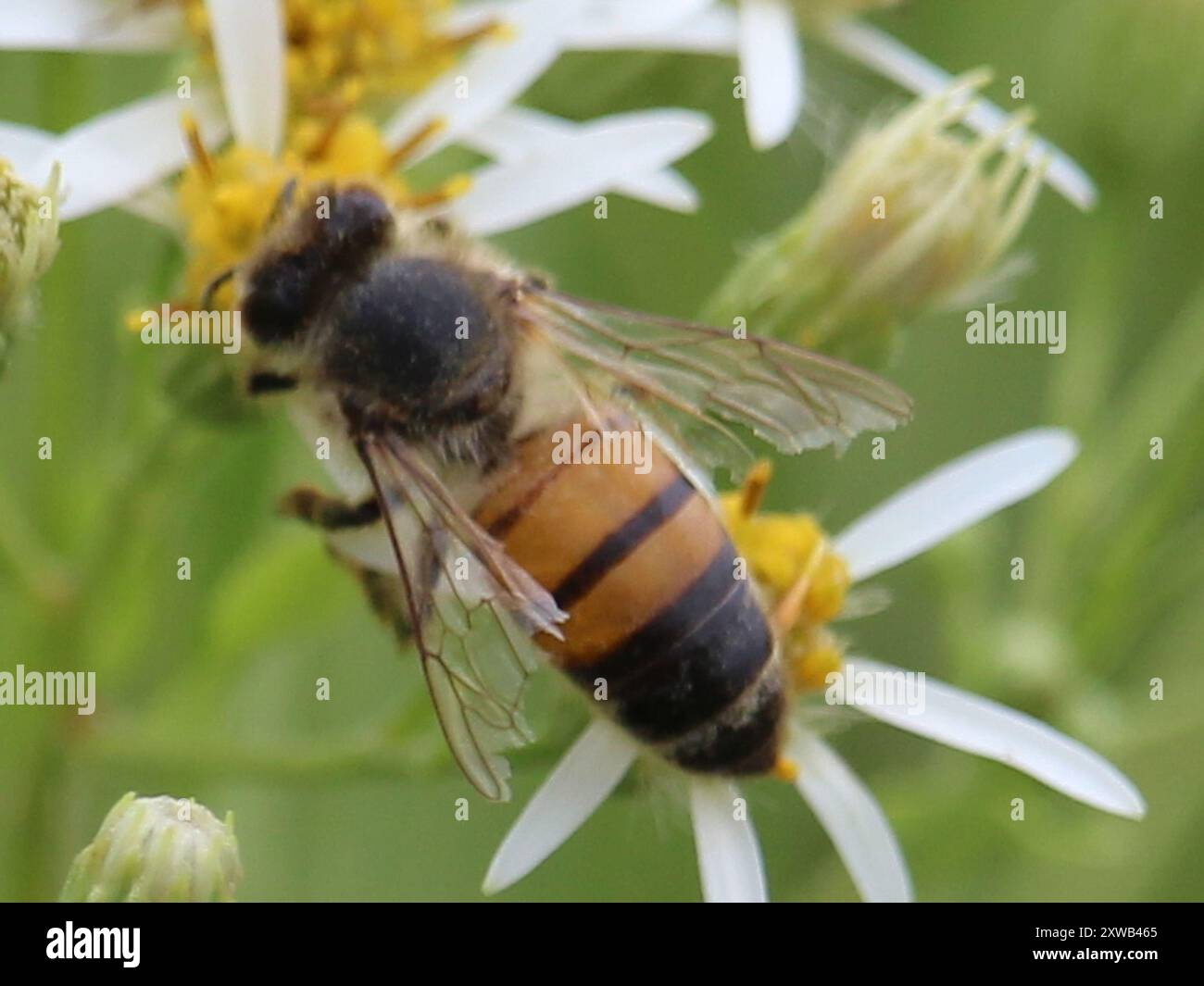 Western Honey Bee (Apis mellifera) Insecta Stock Photo - Alamy