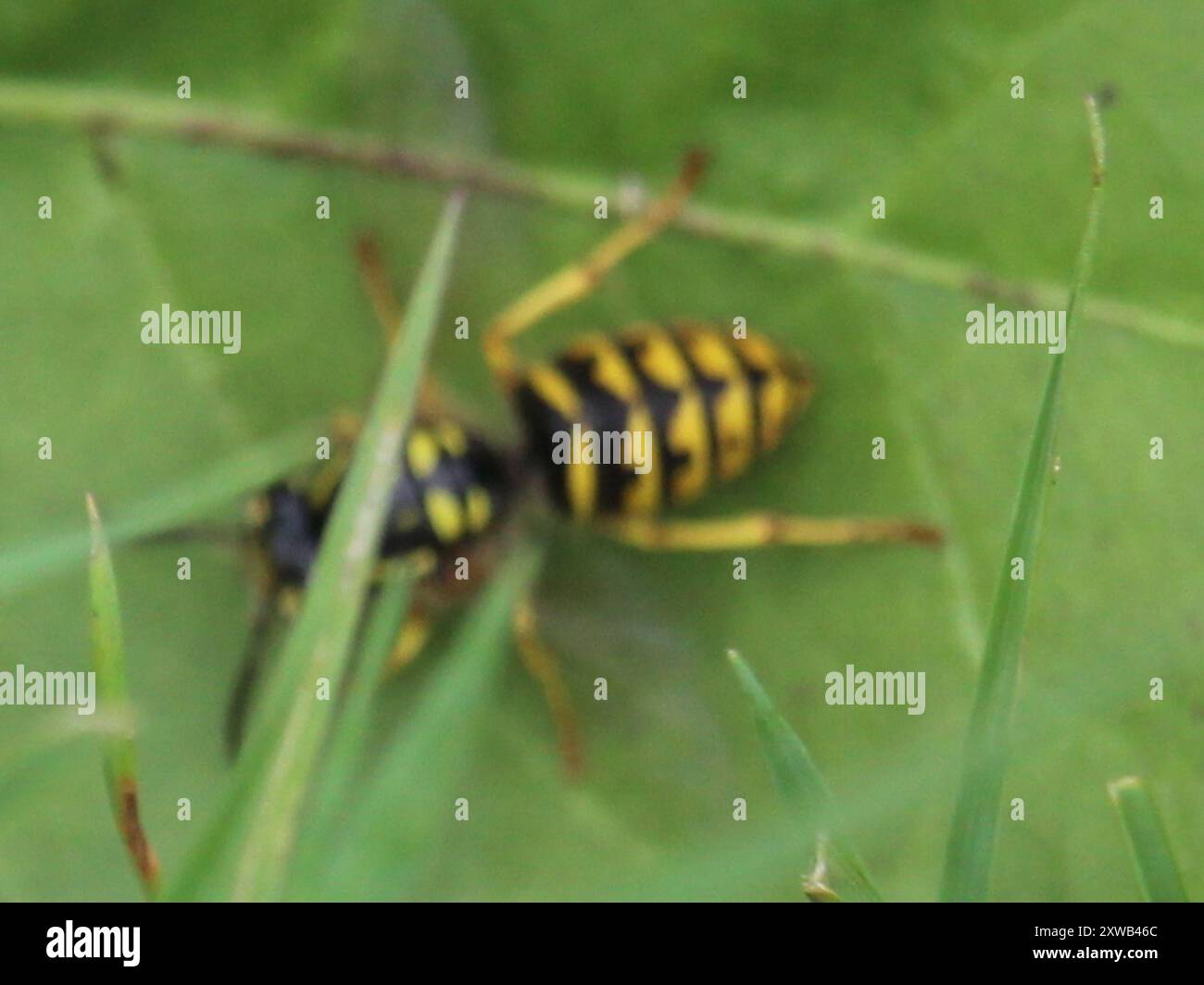 Aeburia Insect Common Aerial Yellowjacket (Dolichovespula arenaria) Insecta Stock ...
