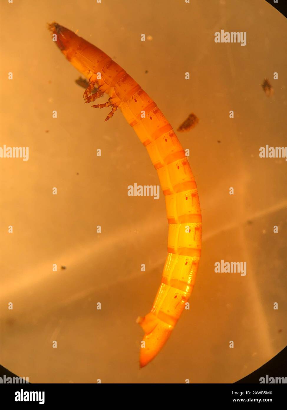 Click Beetles (Elateridae) Insecta Stock Photo - Alamy