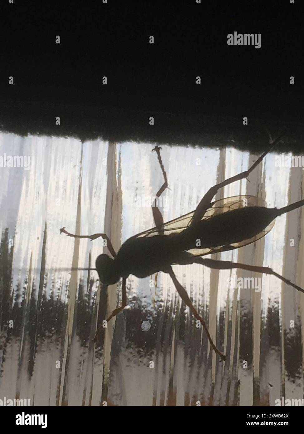 Pimpla rufipes hi-res stock photography and images - Alamy