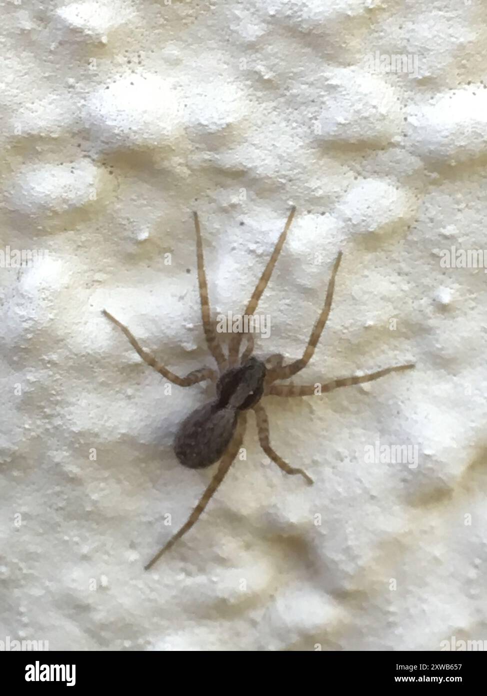 Common Forest Wolf Spider Complex (Pardosa lugubris) Arachnida Stock