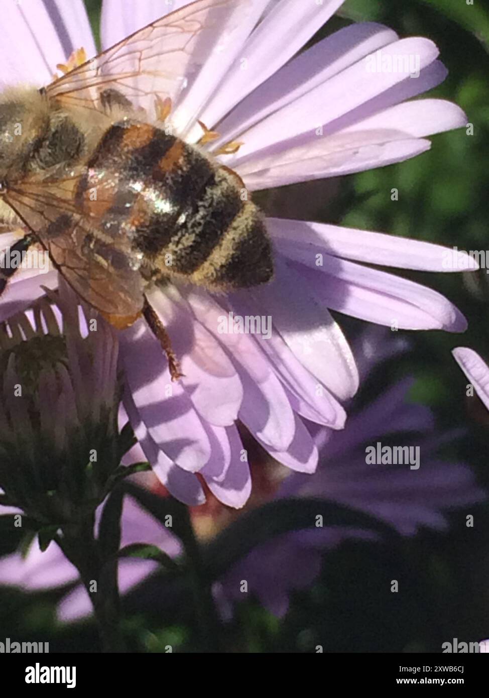 Western Honey Bee (Apis mellifera) Insecta Stock Photo - Alamy