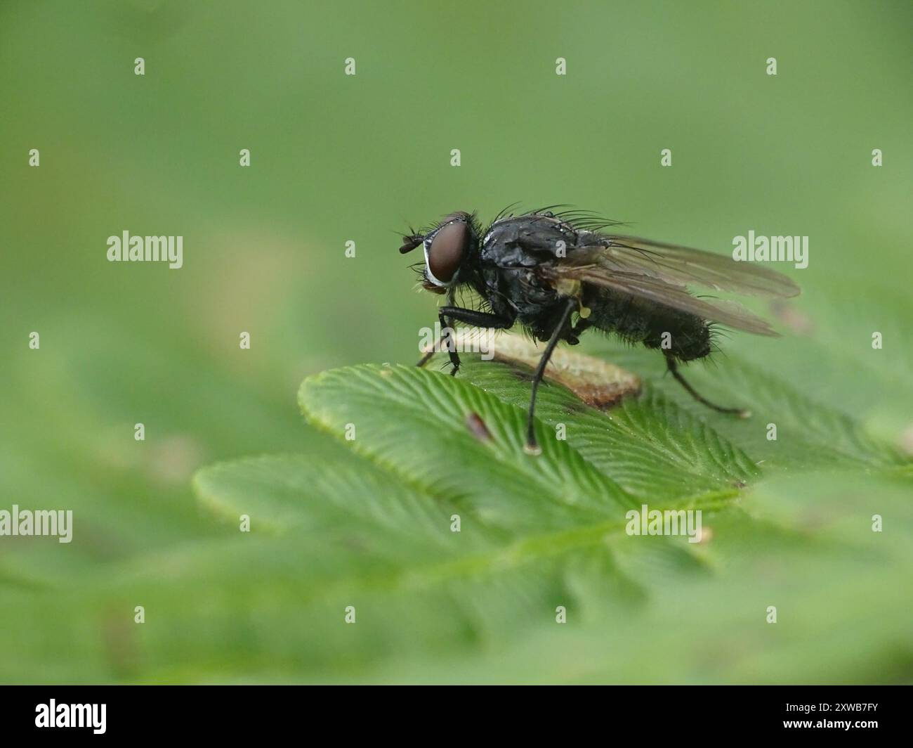 Boot Fly Insect Bot Flies, Blow Flies, and Allies (Oestroidea) Insecta Stock Photo - Alamy