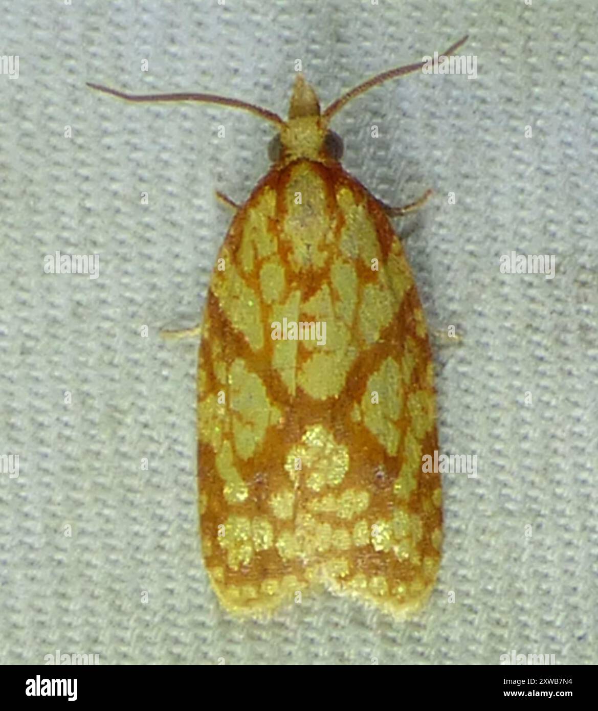 Sparganothis Fruitworm Moth (Sparganothis sulfureana) Insecta Stock ...