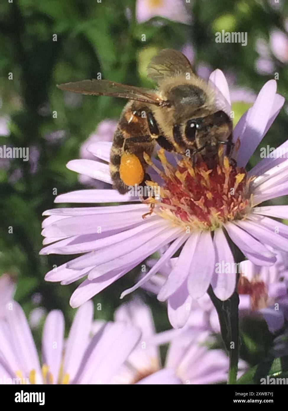 Western Honey Bee (Apis mellifera) Insecta Stock Photo - Alamy