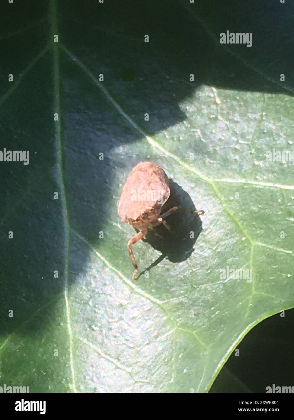 (Issus coleoptratus) Insecta Stock Photo - Alamy