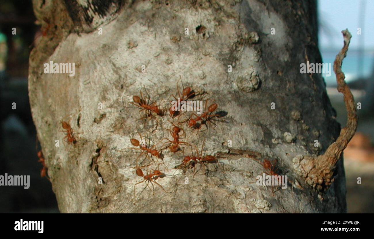Asian Weaver Ant (Oecophylla smaragdina) Insecta Stock Photo - Alamy