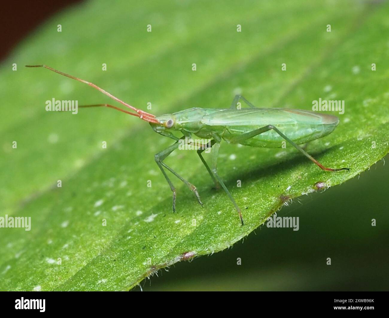 Trigonotylus caelestialium hi-res stock photography and images - Alamy