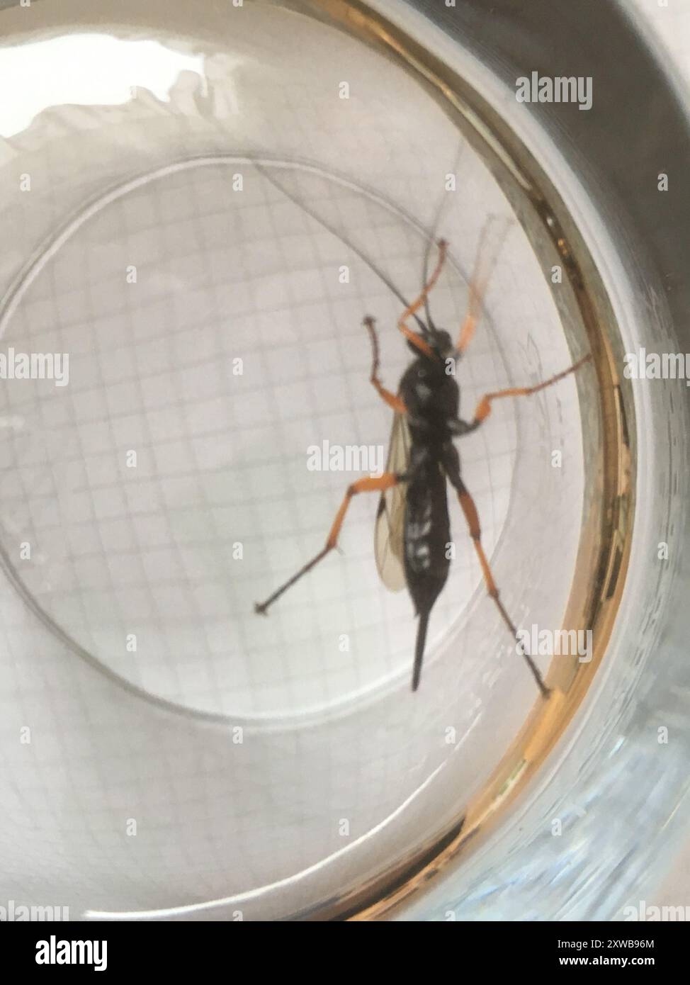 Pimpla rufipes hi-res stock photography and images - Alamy