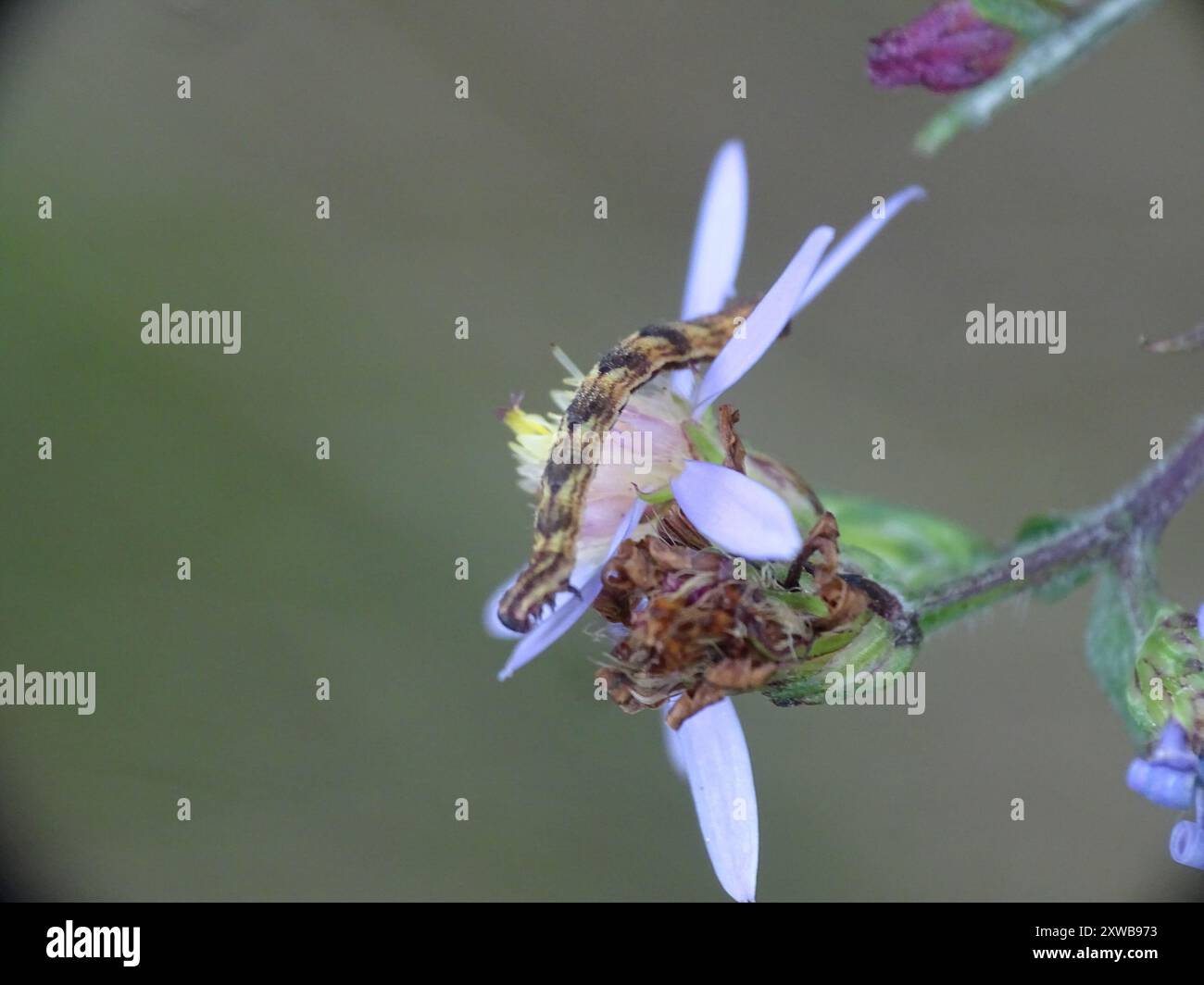 Geometer Insect Geometer Moths (Geometridae) Insecta Stock Photo - Alamy