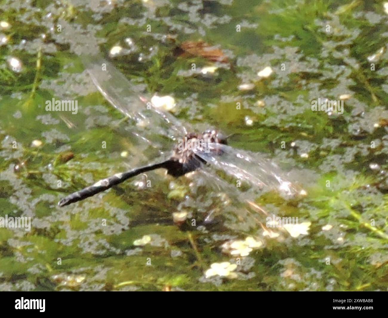 Mochar Insect Somatochlora linearis hi-res stock photography and images - Alamy