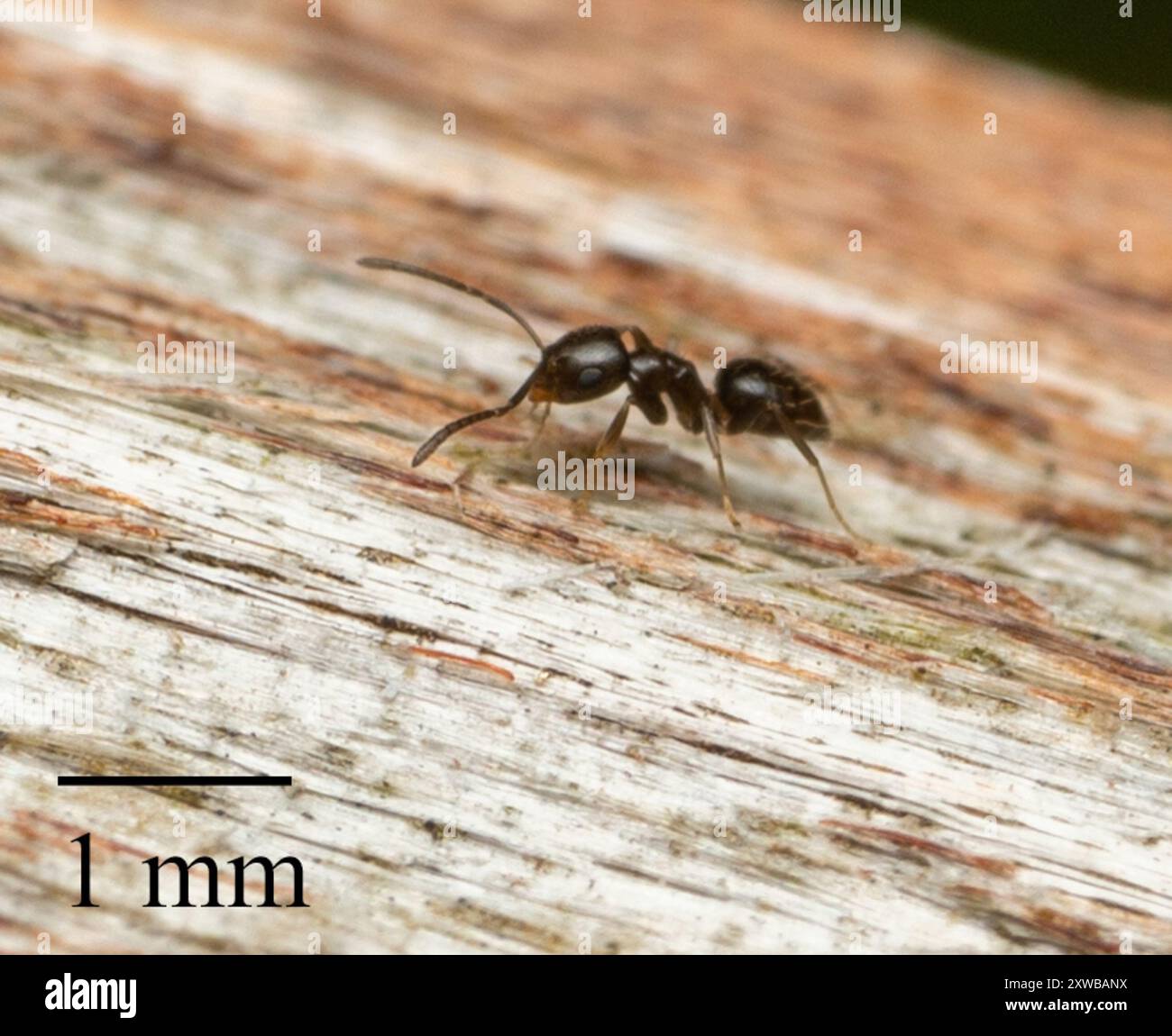 Dark Rover Ant Dark Rover Ant (Brachymyrmex patagonicus) Insecta Stock Photo - Alamy