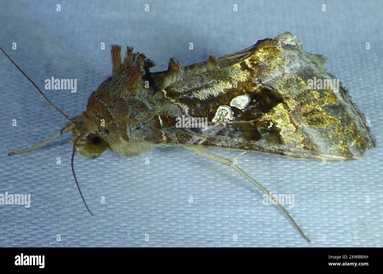 Soybean Looper Moth (Chrysodeixis includens) Insecta Stock Photo - Alamy