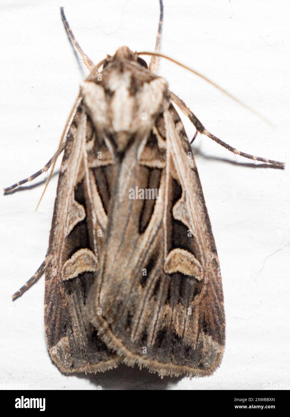 Dingy Insect Dingy Cutworm Moth (Feltia jaculifera) Insecta Stock Photo - Alamy