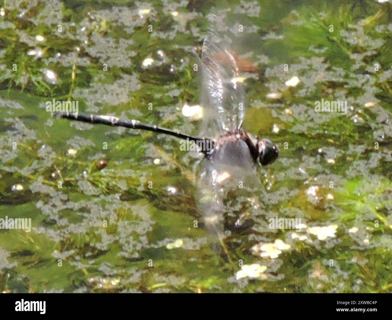 Mochar Insect Mocha Emerald (Somatochlora linearis) Insecta Stock Photo - Alamy