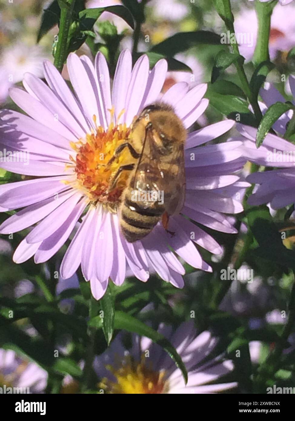 Western Honey Bee (Apis mellifera) Insecta Stock Photo - Alamy