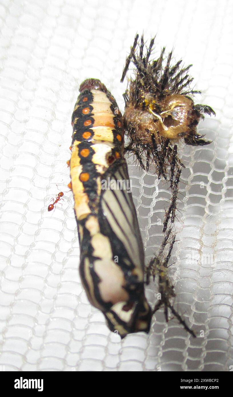 Timid ants hi-res stock photography and images - Alamy