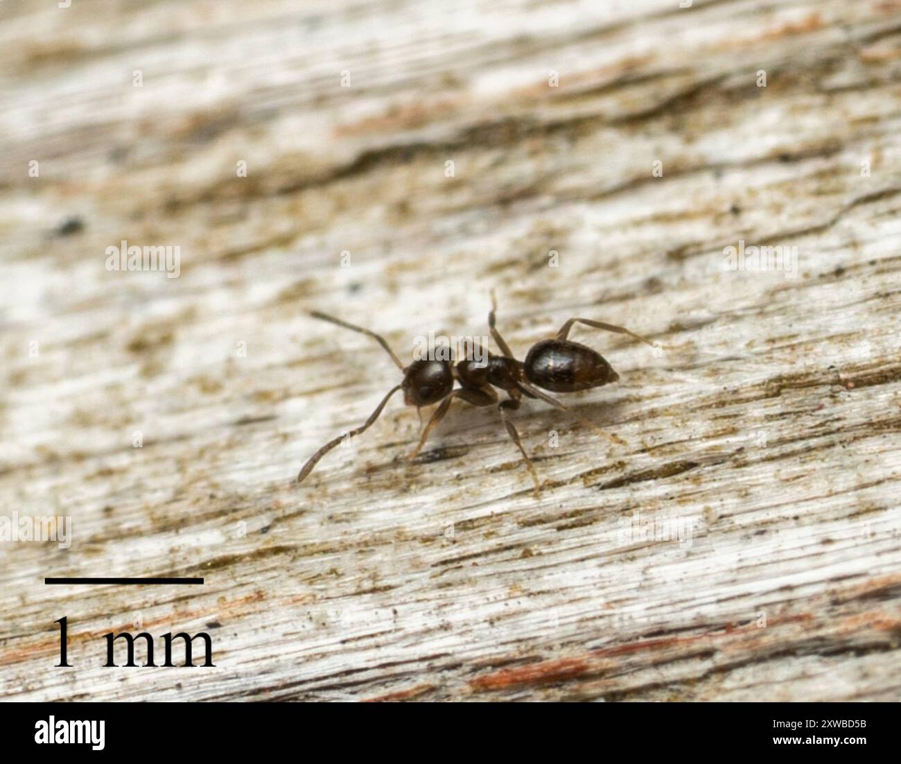 Dark Rover Ant Dark Rover Ant (Brachymyrmex patagonicus) Insecta Stock Photo - Alamy