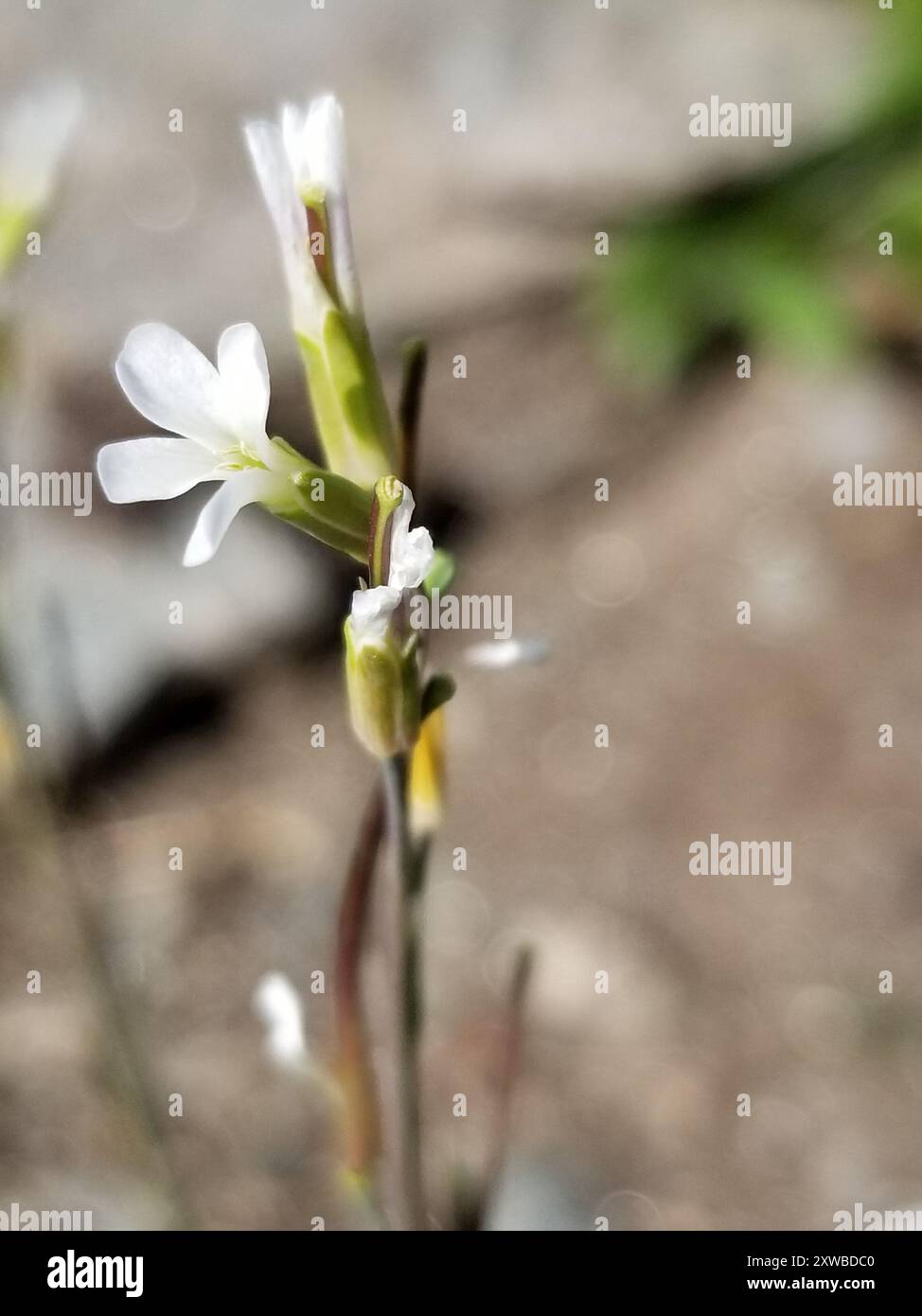 drummond's rockcress (Boechera stricta) Plantae Stock Photo - Alamy