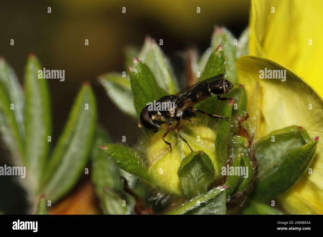 Thick-legged Hover Fly (Syritta pipiens) Insecta Stock Photo - Alamy