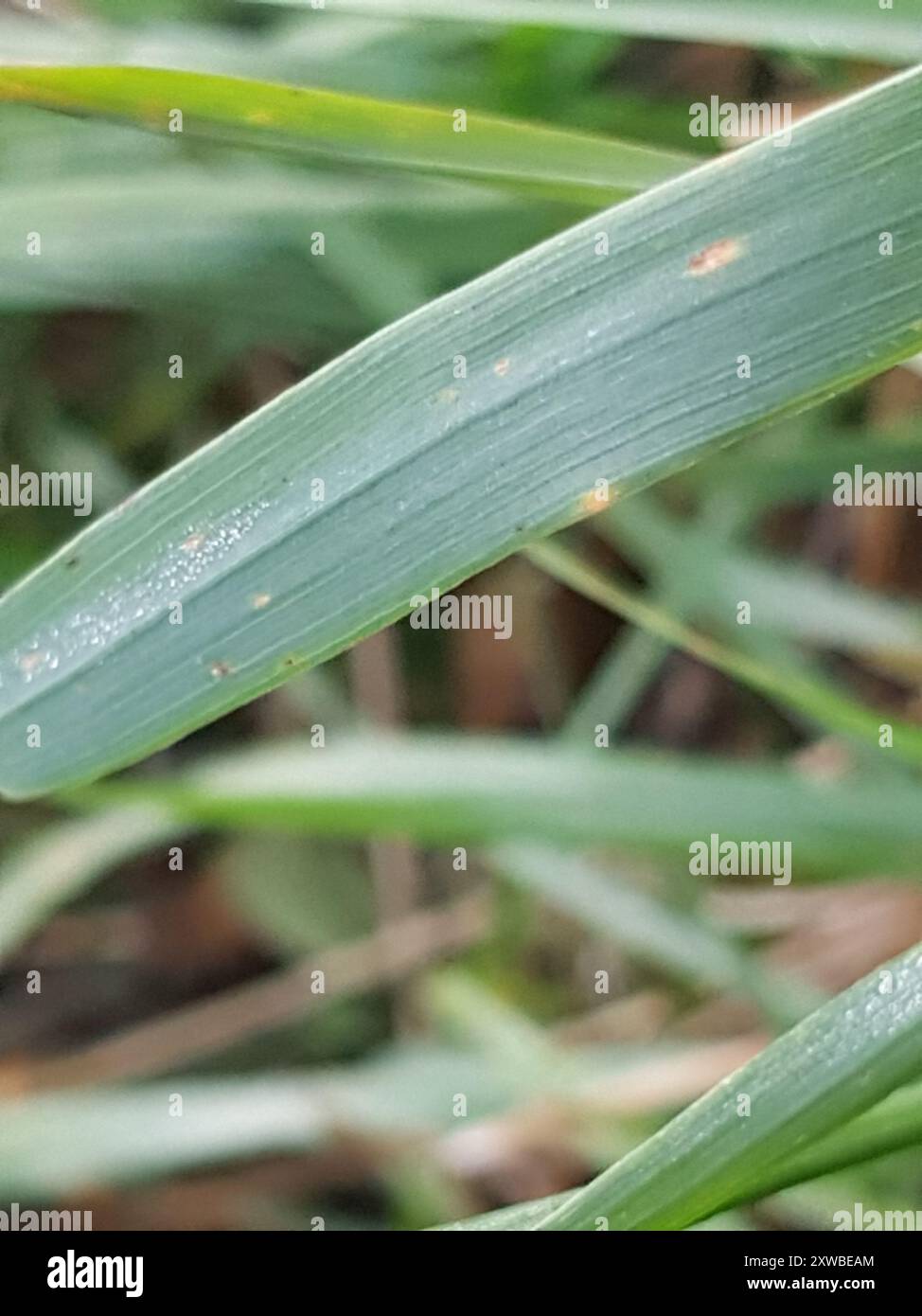 rust fungi (Pucciniales) Fungi Stock Photo - Alamy