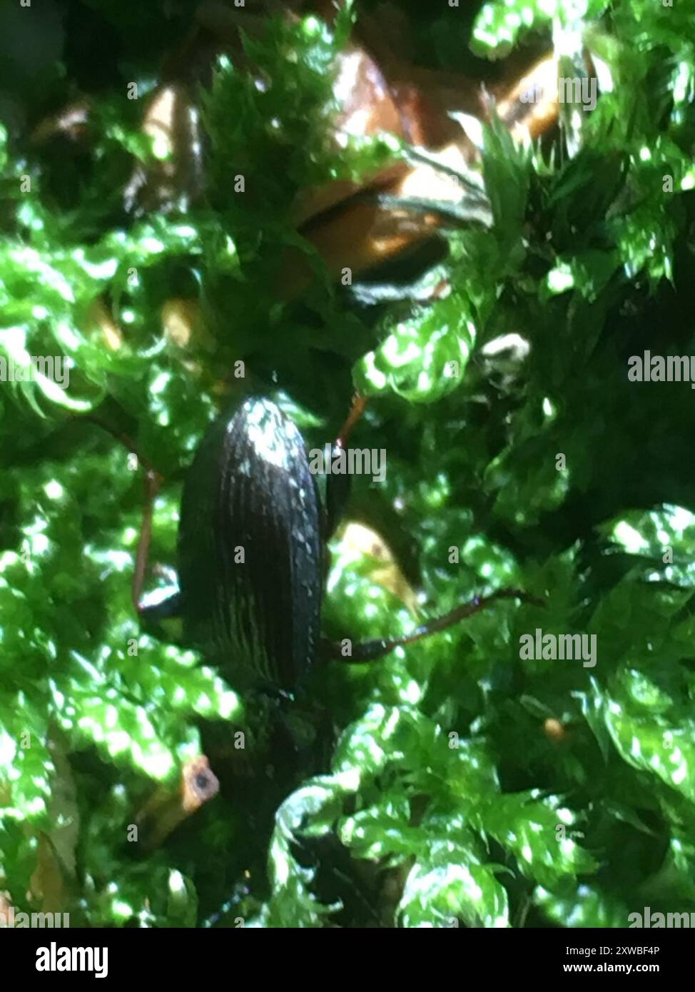 Clock Insect Bronzed Blackclock (Pterostichus oblongopunctatus) Insecta Stock Photo ...