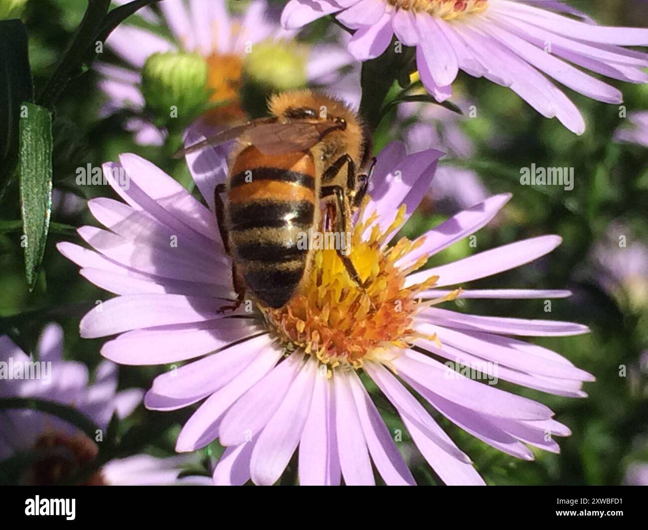 Western Honey Bee (Apis mellifera) Insecta Stock Photo - Alamy