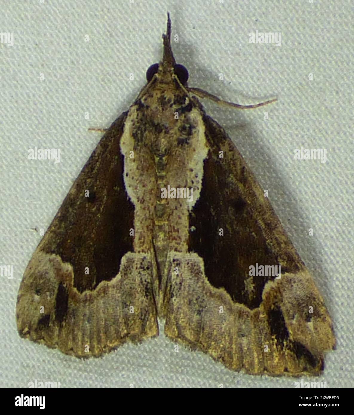 Baltimore Snout (Hypena baltimoralis) Insecta Stock Photo - Alamy