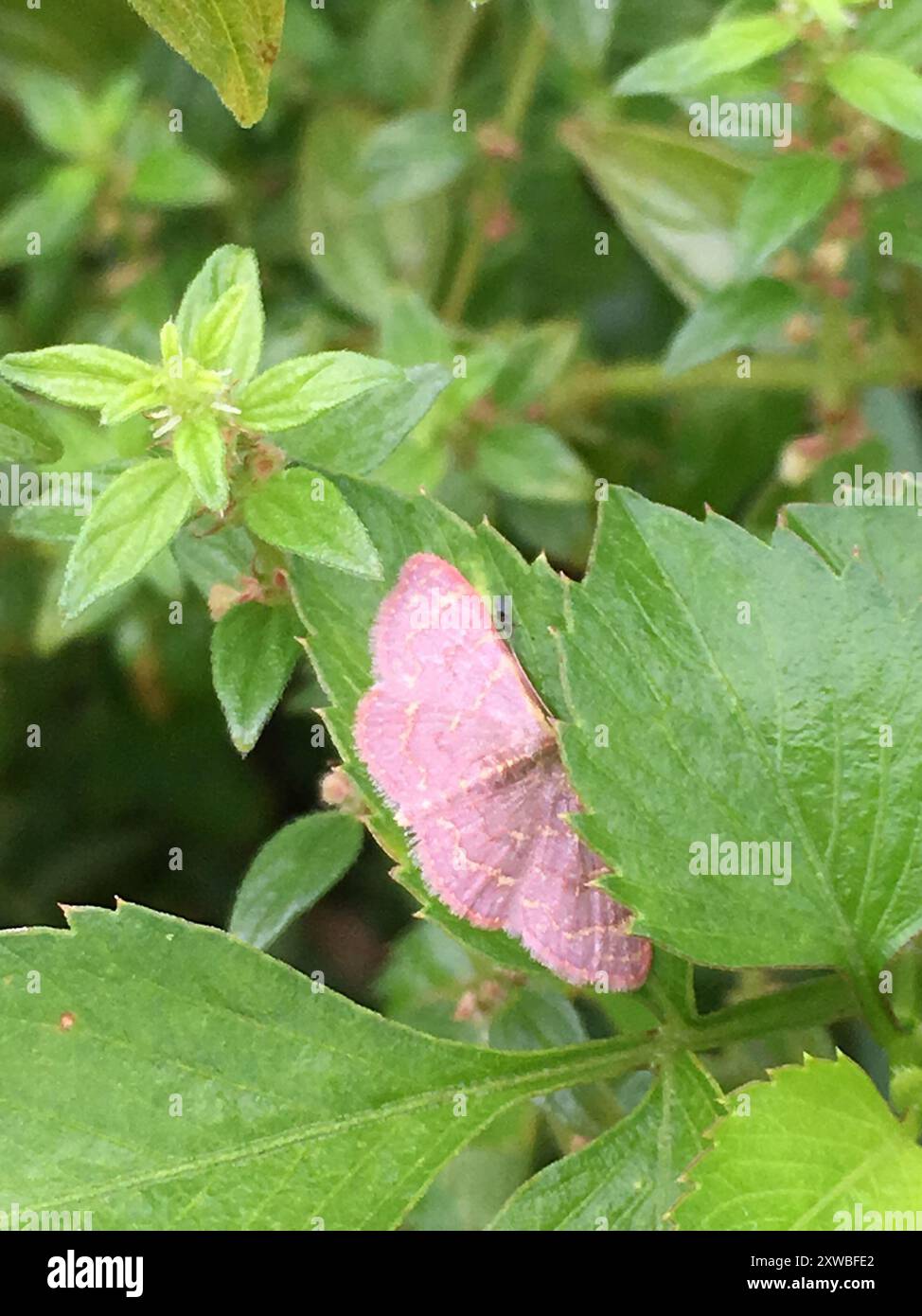 Pannaria Wave (Leptostales pannaria) Insecta Stock Photo - Alamy
