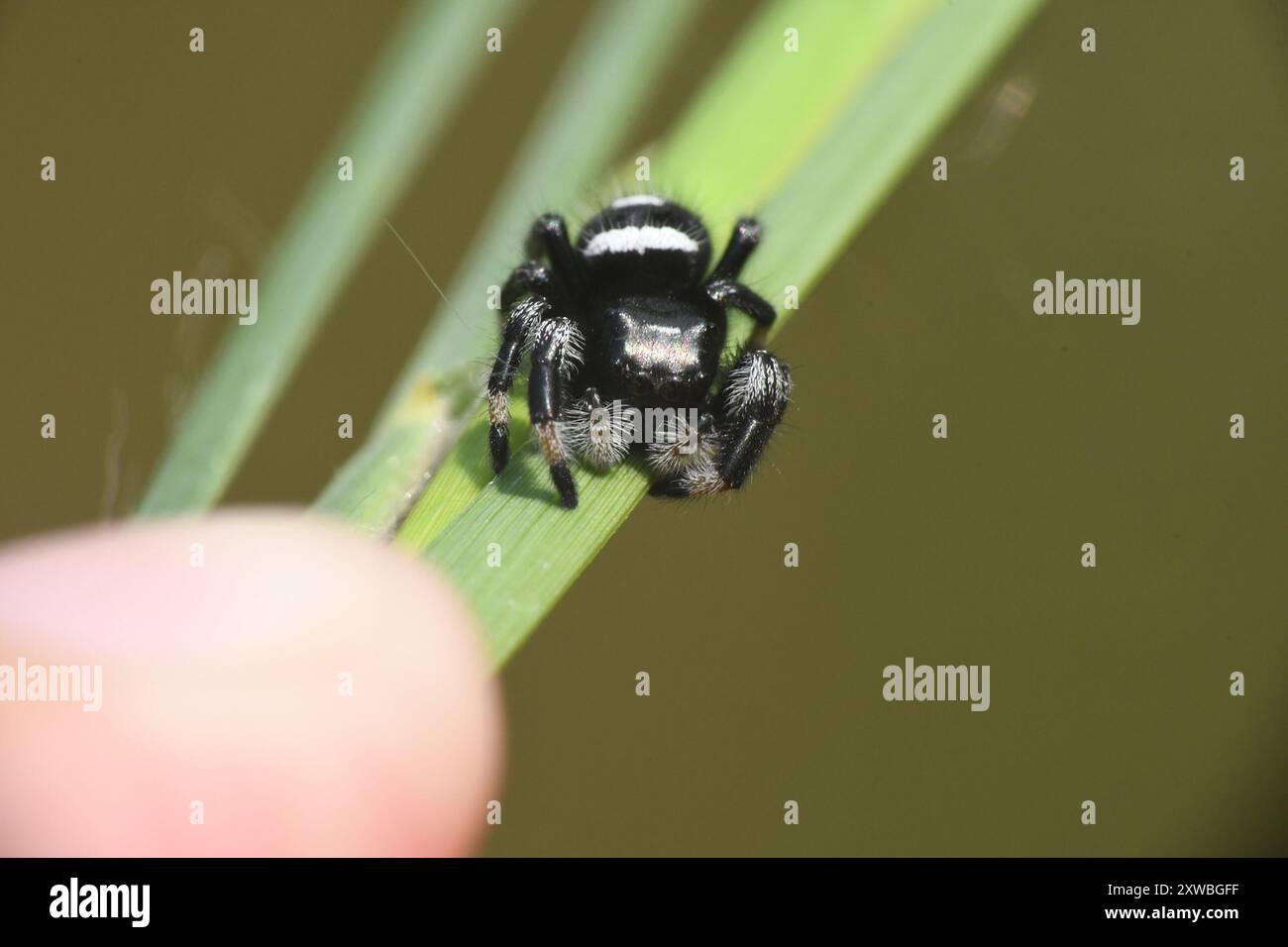 Regal Jumping Spider (Phidippus regius) Arachnida Stock Photo - Alamy