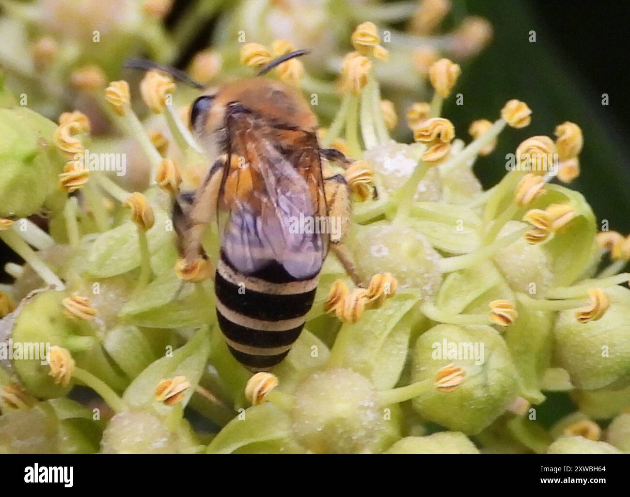 Western Honey Bee (Apis mellifera) Insecta Stock Photo - Alamy