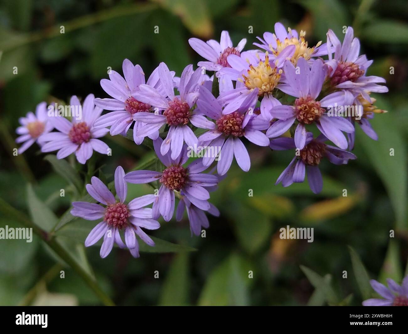 Drummond's aster (Symphyotrichum drummondii) Plantae Stock Photo - Alamy