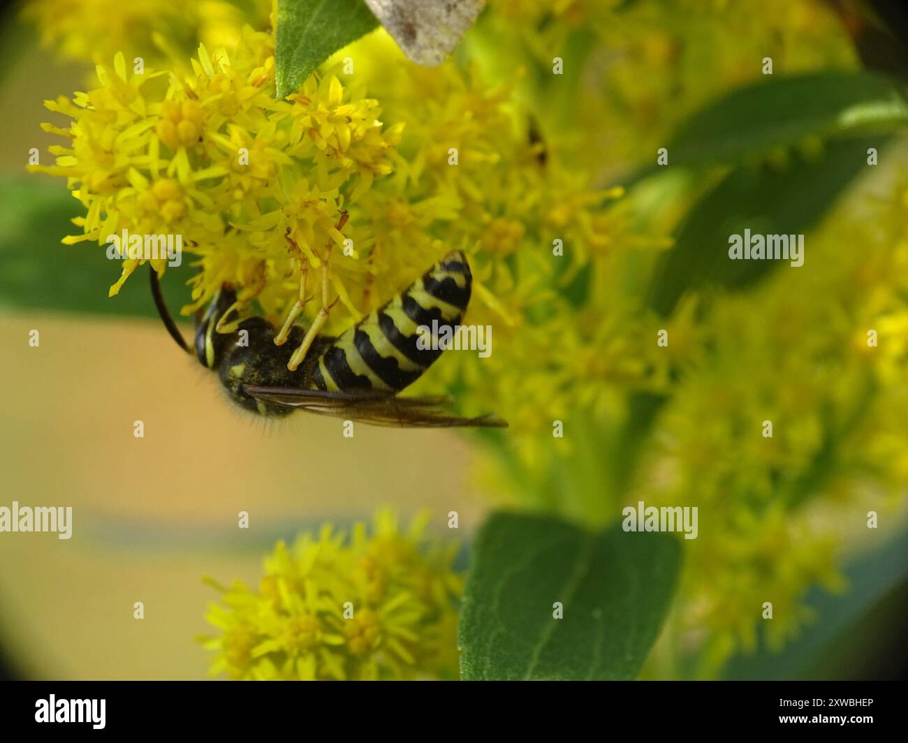 Aeburia Insect Common Aerial Yellowjacket (Dolichovespula arenaria) Insecta Stock ...