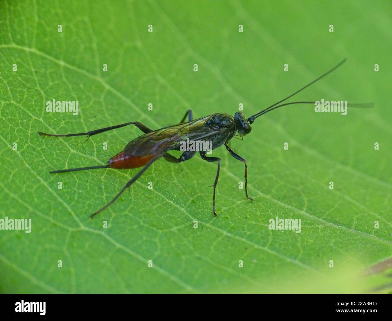 Cryptus hi-res stock photography and images - Alamy