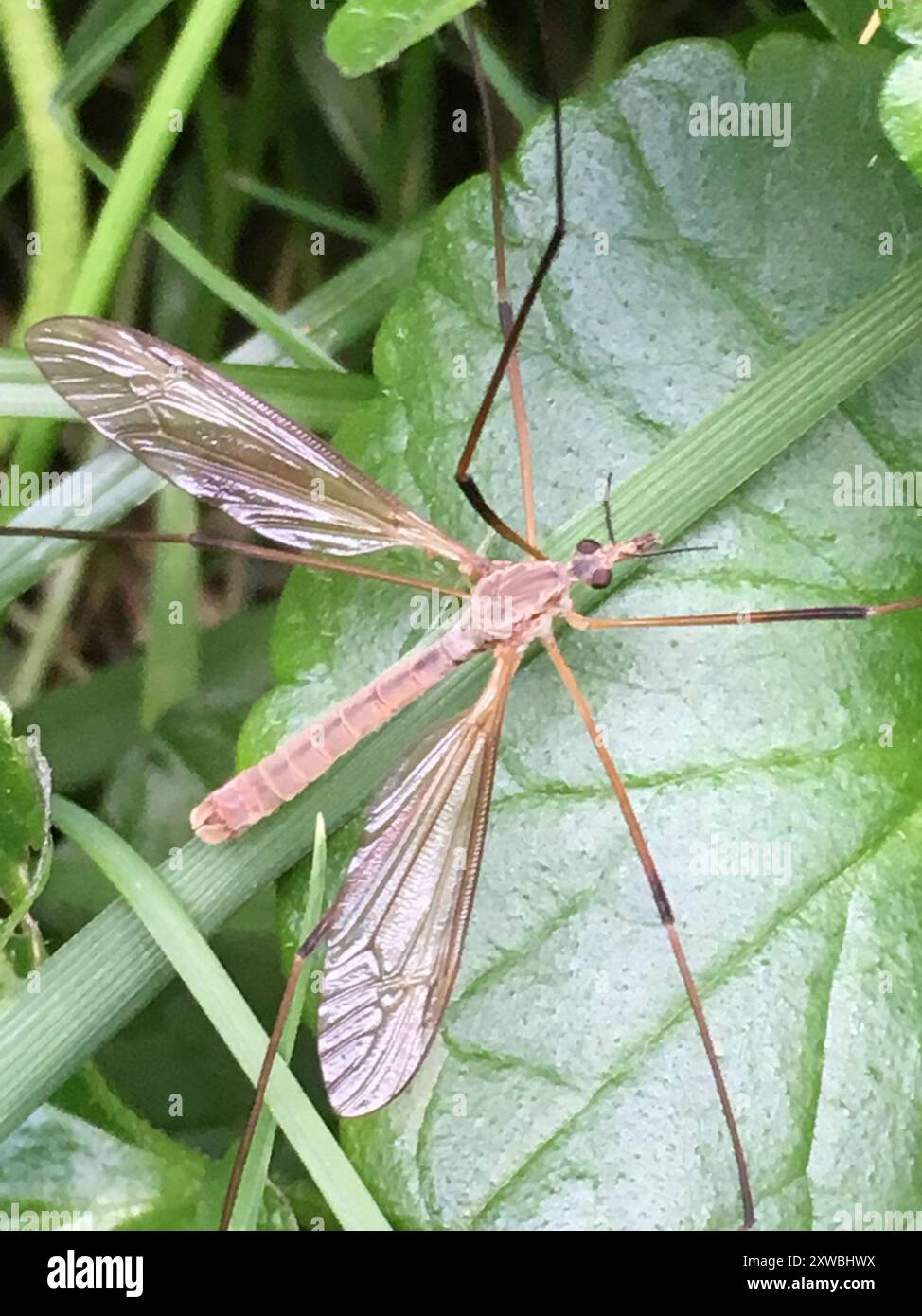 European Crane Fly (Tipula paludosa) Insecta Stock Photo - Alamy
