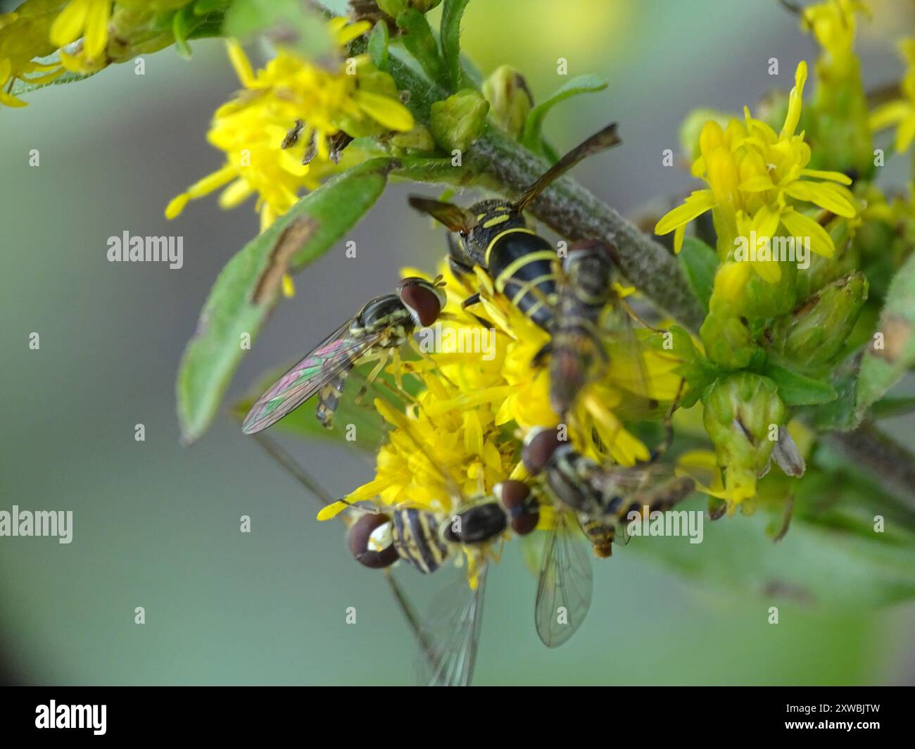Bramble Mason Wasp (Ancistrocerus adiabatus) Insecta Stock Photo - Alamy