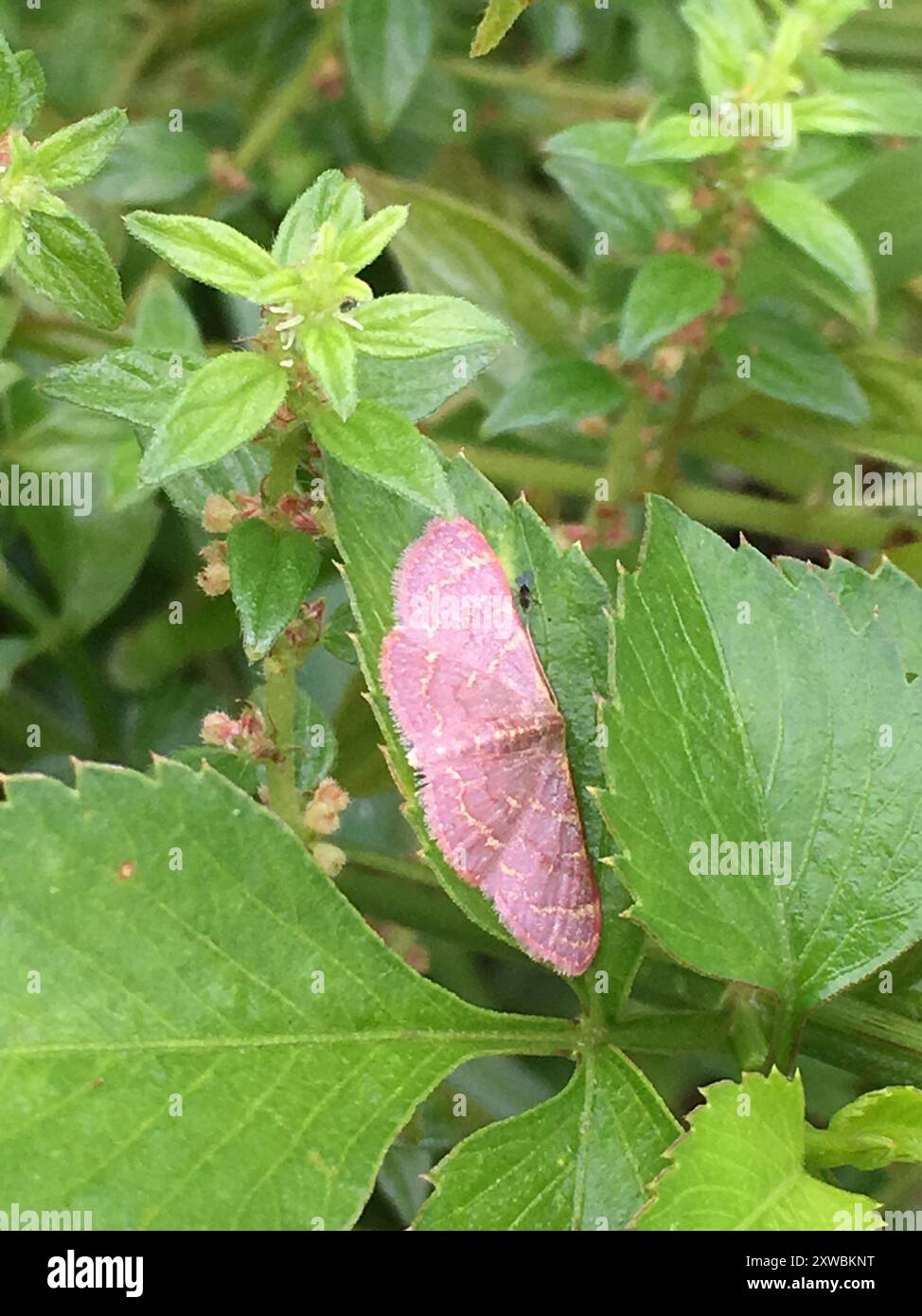 Pannaria Wave (Leptostales pannaria) Insecta Stock Photo - Alamy