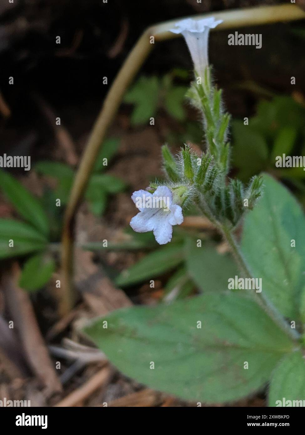 Violet draperia (Draperia systyla) Plantae Stock Photo - Alamy