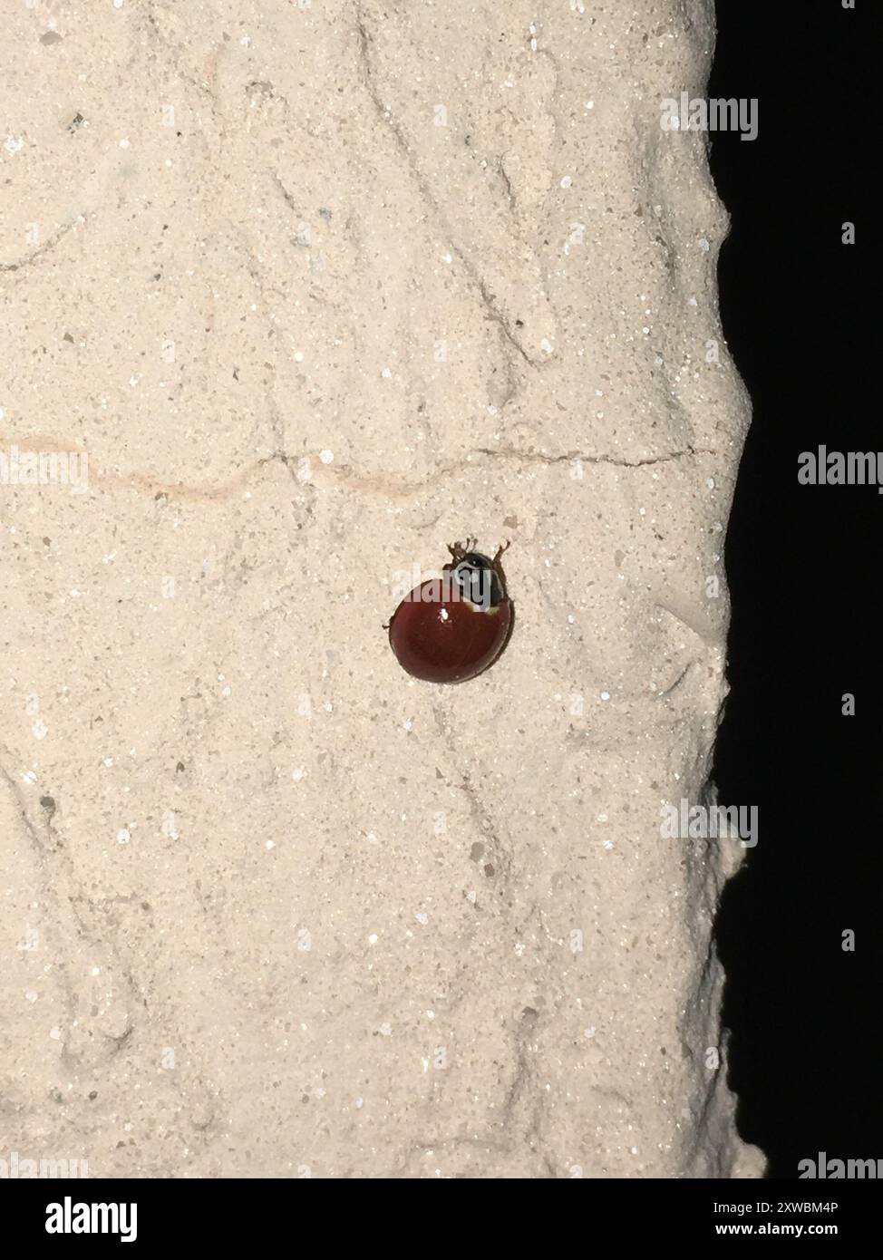 Spotless Lady Beetle (Cycloneda sanguinea) Insecta Stock Photo - Alamy