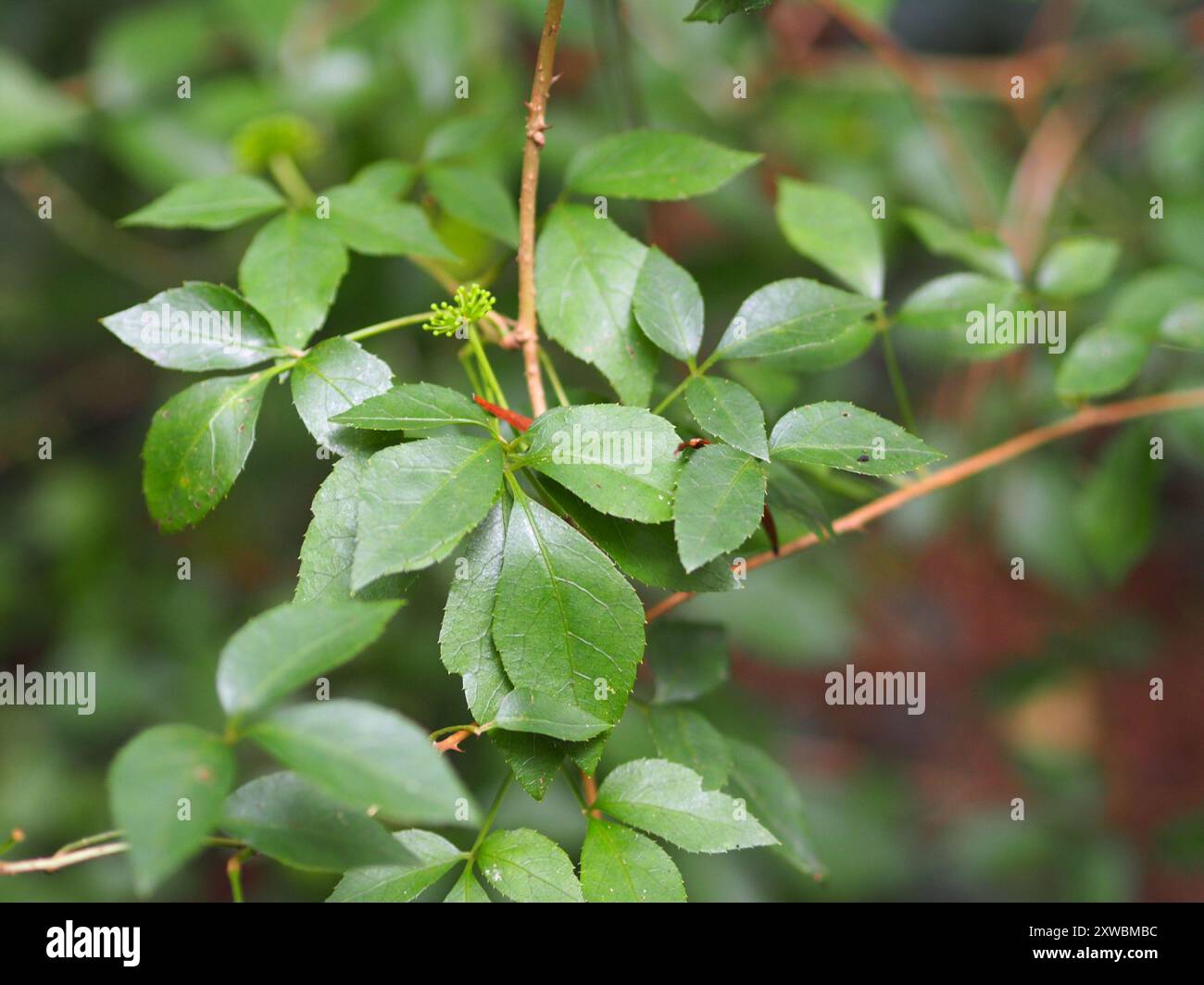 Three-leaved Eleutherococcus (Eleutherococcus trifoliatus) Plantae ...