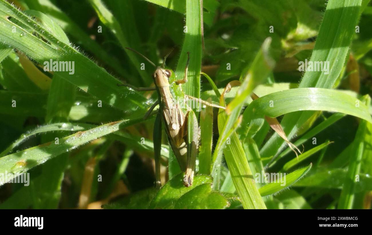 Meadow Grasshopper (Pseudochorthippus parallelus) Insecta Stock Photo ...