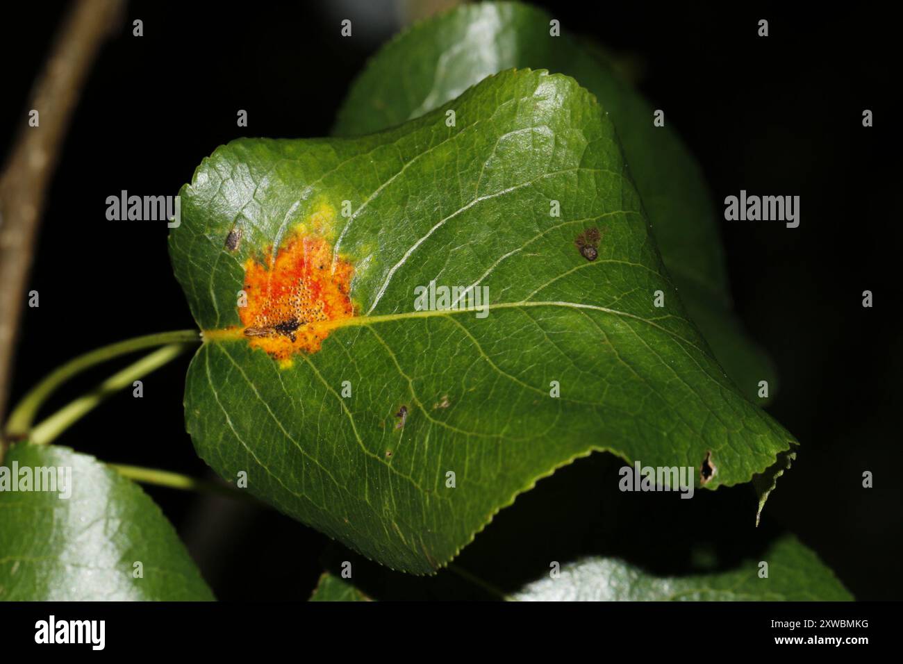 Pear Rust (Gymnosporangium sabinae) Fungi Stock Photo - Alamy