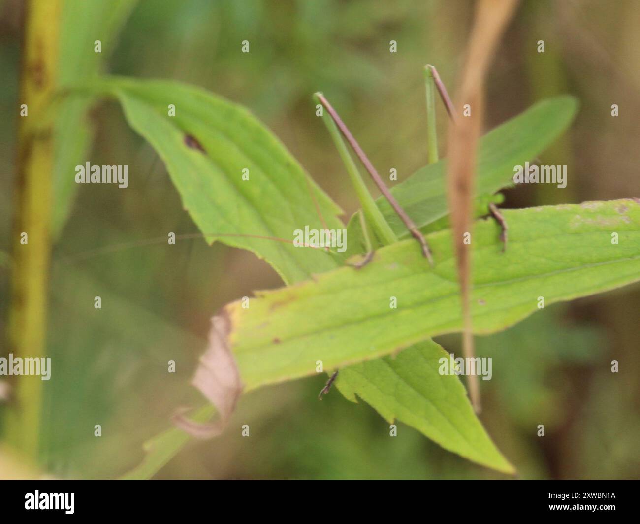 Sword-bearing Conehead (Neoconocephalus ensiger) Insecta Stock Photo ...