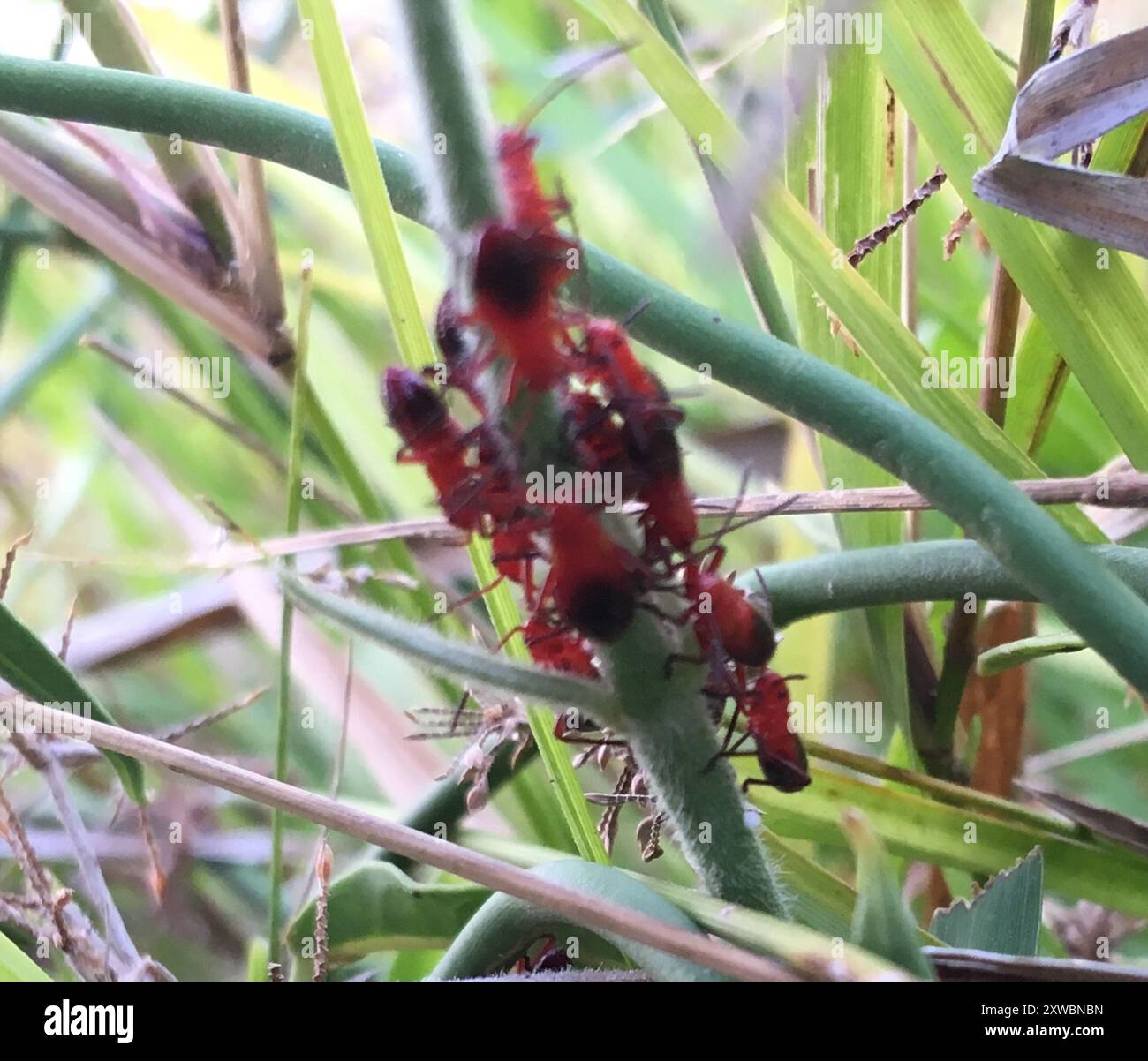 Pentatomomorph Bugs (Pentatomomorpha) Insecta Stock Photo - Alamy