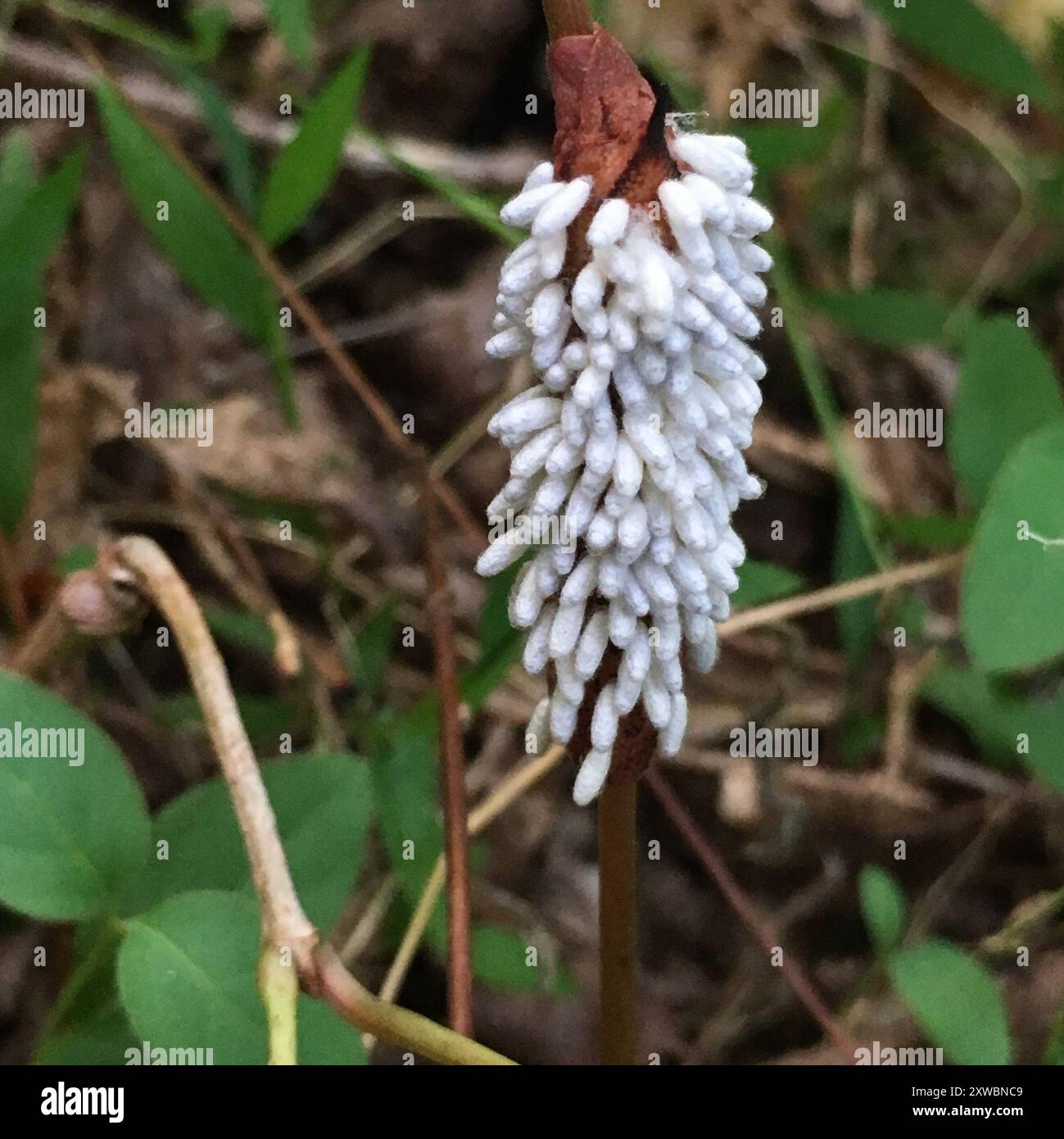 Hornworm Parasitoid Wasp (Cotesia congregata) Insecta Stock Photo - Alamy