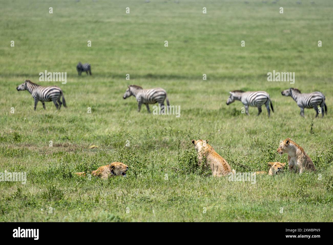 Zebra congregation hi-res stock photography and images - Alamy