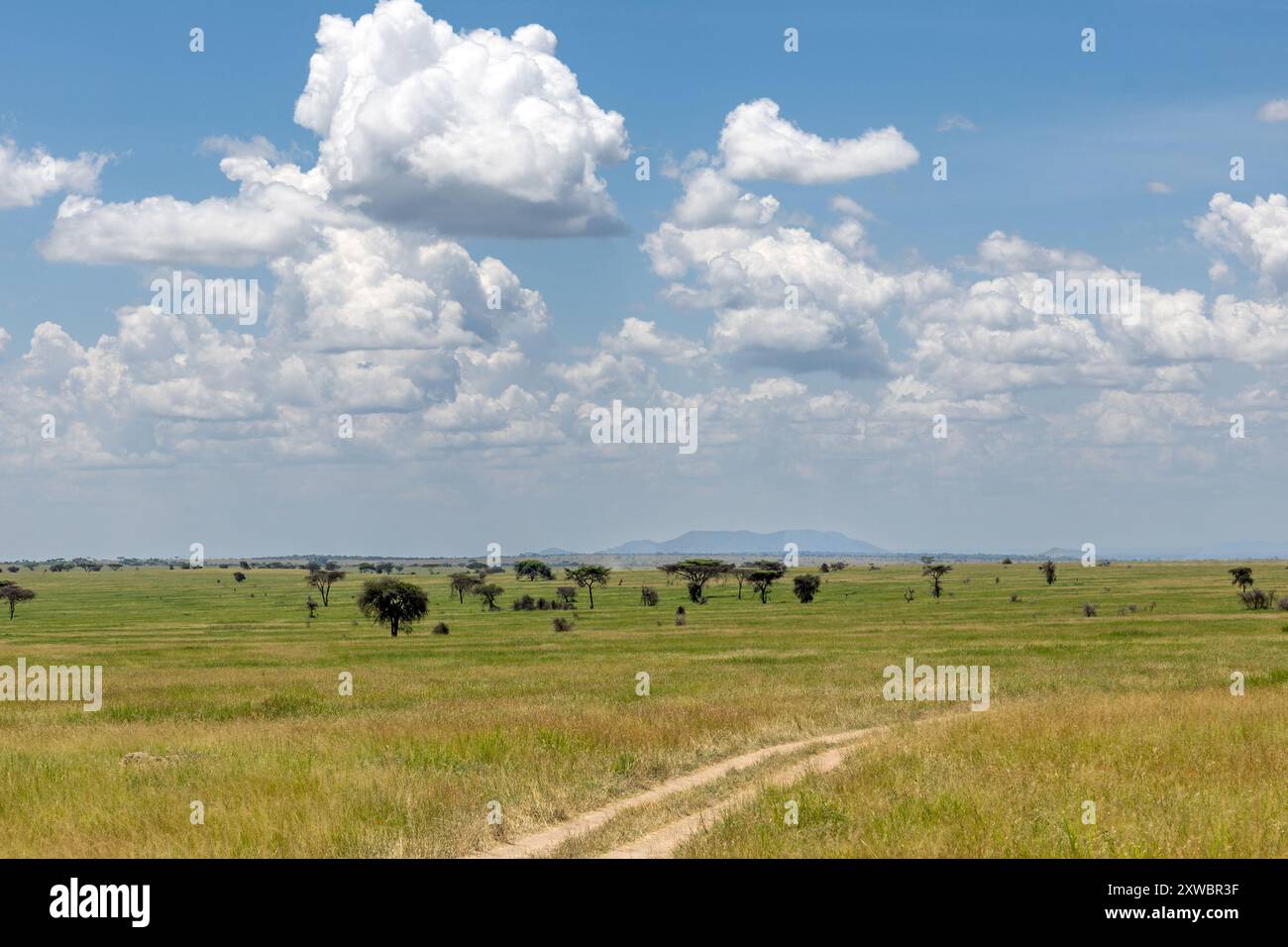 Central Serengeti Plains, with track, Tanzania Stock Photo