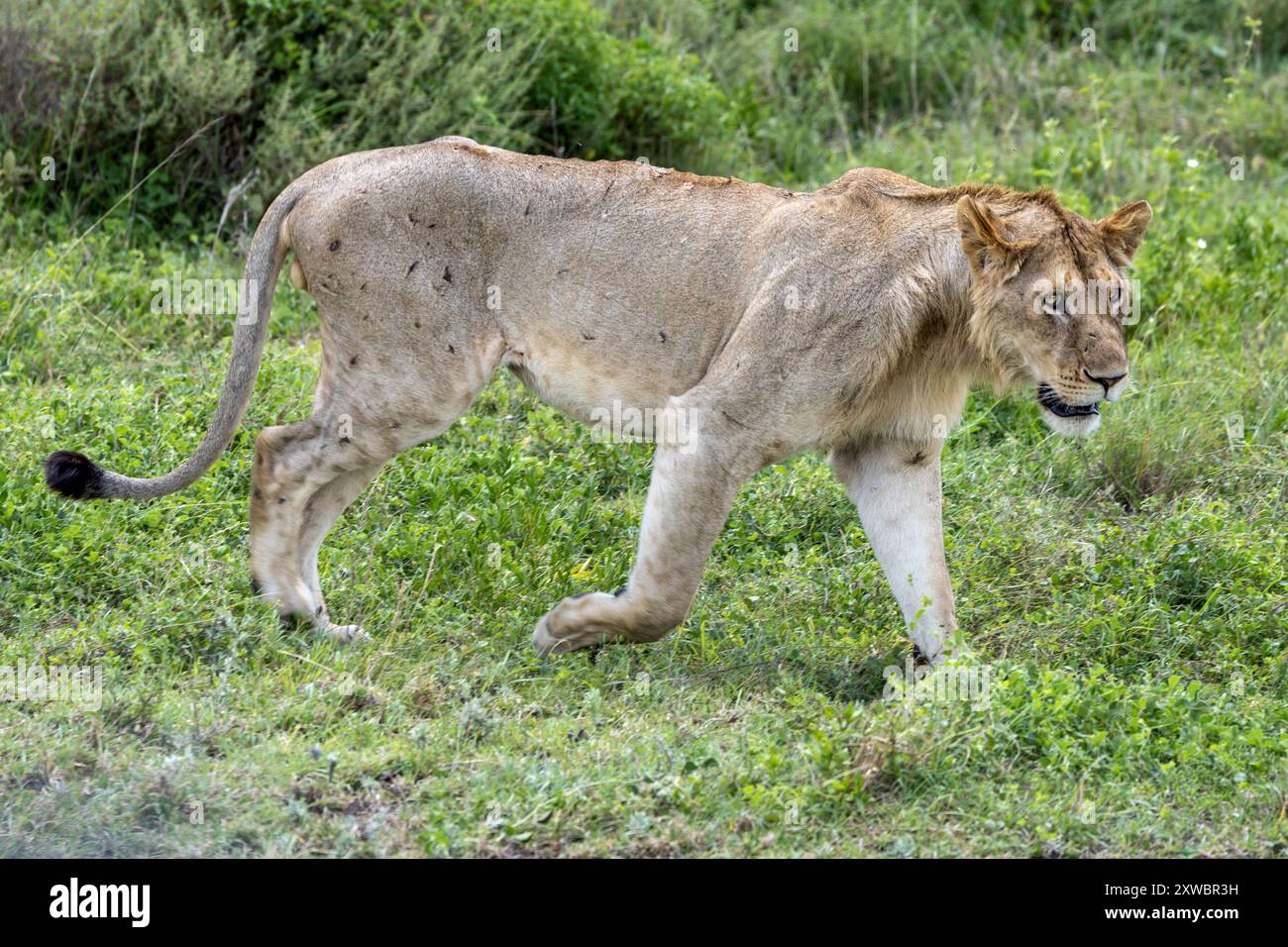 Young male Lion, Central Serengeti Plains, Tanzania Stock Photo